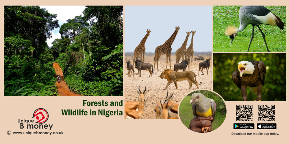 Forests and Wildlife in Nigeria
